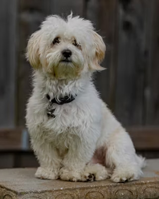 Before pet portrait example 3